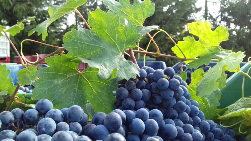 Crete: Olive, Wine, & Raki on a Flavorful Culinary Journey - Included Experiences