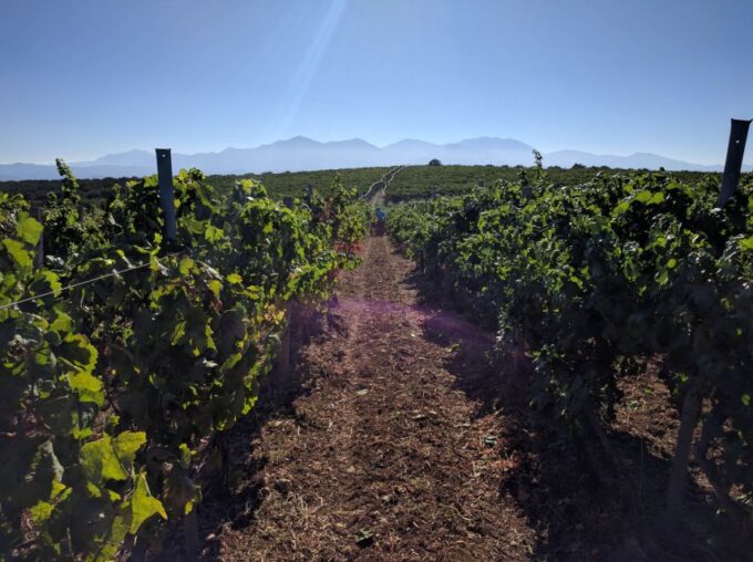 Crete: Olive, Wine, & Raki on a Flavorful Culinary Journey - Booking and Cancellation