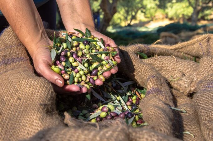 Crete: Olive, Wine, & Raki on a Flavorful Culinary Journey - Frequently Asked Questions