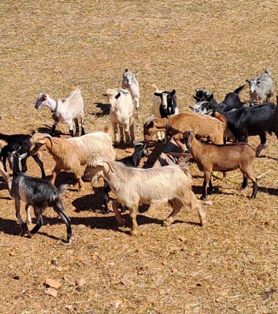 Crete: Shepherd'S Life & Psiloritis Mountain Tour With Meal - Anogia Village Experience