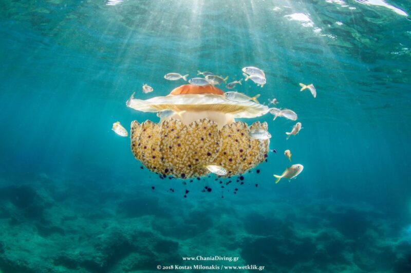 Crete: Snorkeling and Boat Tour Experience - Crystal-clear Aegean Sea Waters