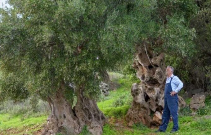 Crete: Spinalonga, Agios Nikolaos and Olive Oil Farm Tour - Discovering Spinalonga Island
