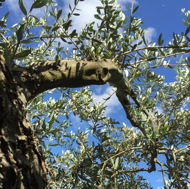 Crete, Visit Cave of Zeus, Taste 0live Oil and Cretan Food - Frequently Asked Questions