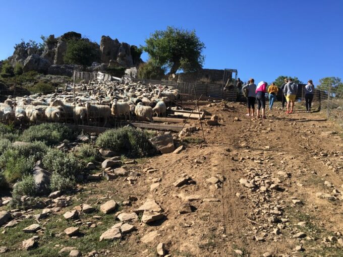 Crete: White Mountains Preserve Day Tour - Location Pickup