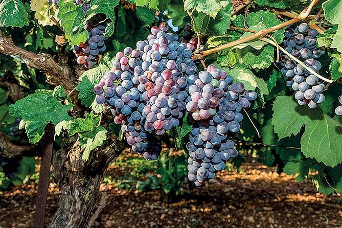 Crete Wine & Olive Oil Tour - Traveler Experiences and Reviews
