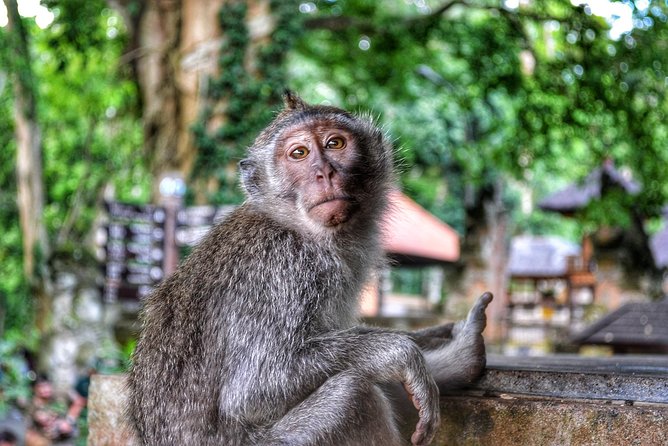 Cretya Ubud and Monkey Forest Sanctuary Tours - Location and Rating