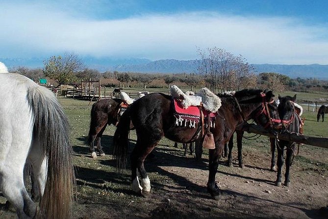 Criolla Horseback Riding - Scenic Landscapes and Experiences