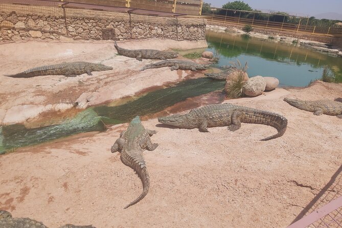 Crocodil Park Transport and Entrance Ticket Crocoparc Included - Accessibility Features