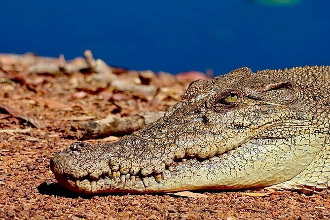 Crocodile Jumping Boat Cruise with Transfer from Darwin - Post-Cruise Relaxation at Humpty Doo Tavern