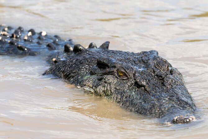 Crocodile Jumping Boat Cruise with Transfer from Darwin - Return to Darwin