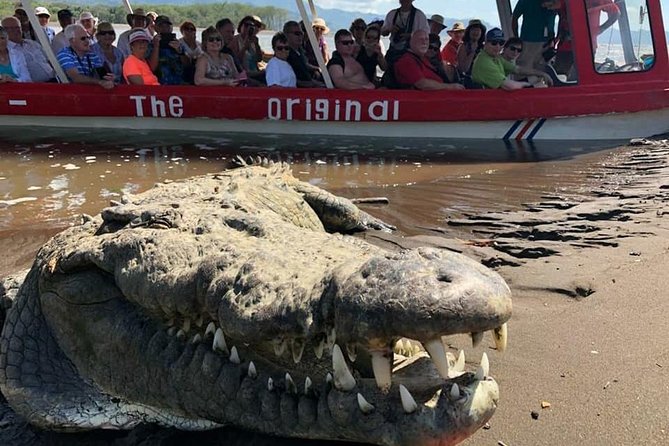 Crocodile Man Tour THE ORIGINAL - Diverse Wildlife Sightings
