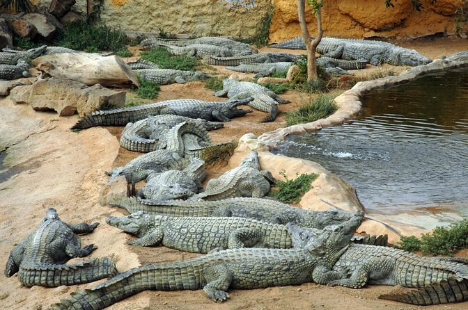 Crocodile Park Zoo Admission Ticket in Agüimes - Key Points