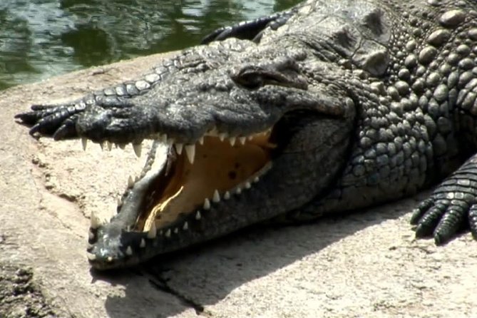 Crocodile Park Zoo Admission Ticket in Agüimes - Diverse Animal Exhibits