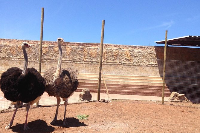 Crocodile Park Zoo Admission Ticket in Agüimes - Confirmation and Booking