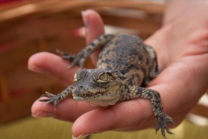 Crocodile Park Zoo Admission Ticket in Agüimes - Group Size and Policies
