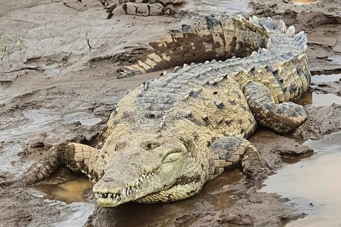 Crocodile Safari - Tarcoles River - Tour Pricing and Booking