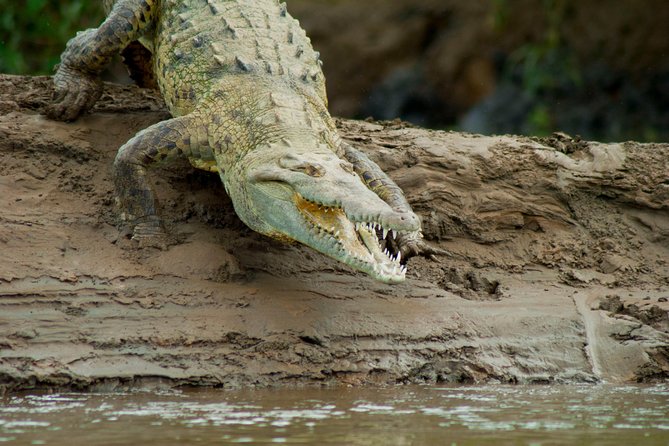 Crocodile Safari - Tarcoles River - Guest Reviews and Ratings
