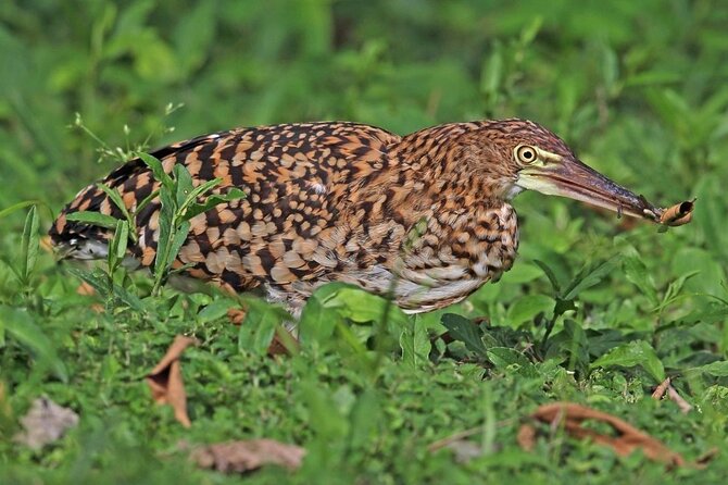 Crocodile Safari - Tarcoles River - Observe Seasonal Bird Species