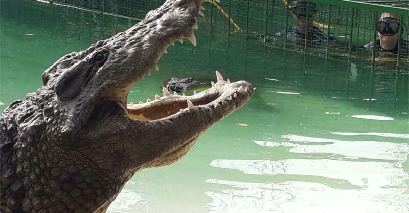 Crocodiles, Cheetahs, Lions + 14-Dish African Food Safari - Key Points