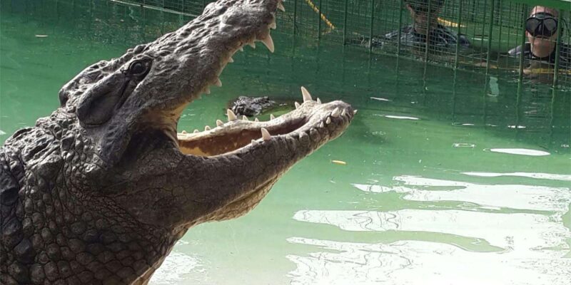 Crocodiles, Cheetahs, Lions + 14-Dish African Food Safari - Itinerary Details
