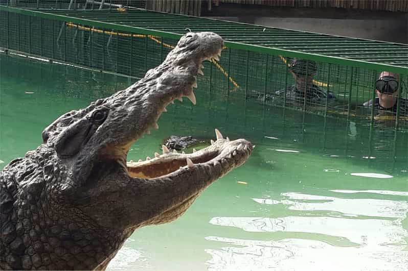 Crocodiles, Cheetahs, Lions + 14-Dish African Food Safari - Cheetah Encounter