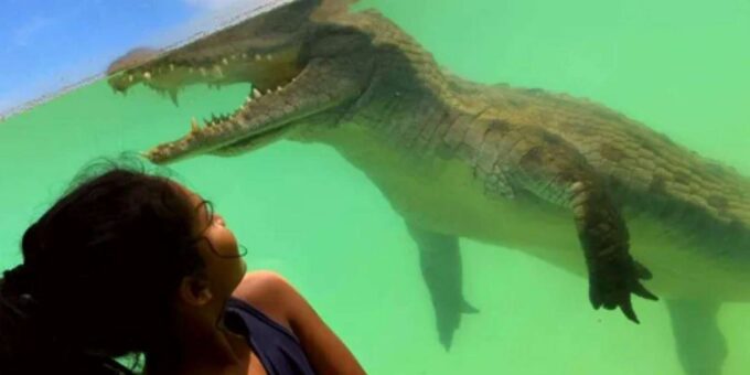 Crocodiles, Cheetahs, Lions + 14-Dish African Food Safari - Important Information