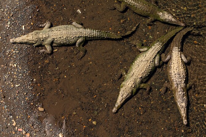Crocodiles Safari & Zipline Adventure - Private Sightseeing Tours - Meeting and Pickup