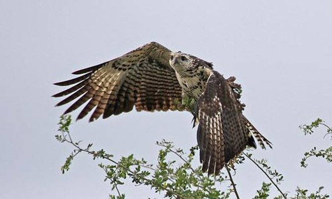 Crooked Tree Bird Watching - Key Points