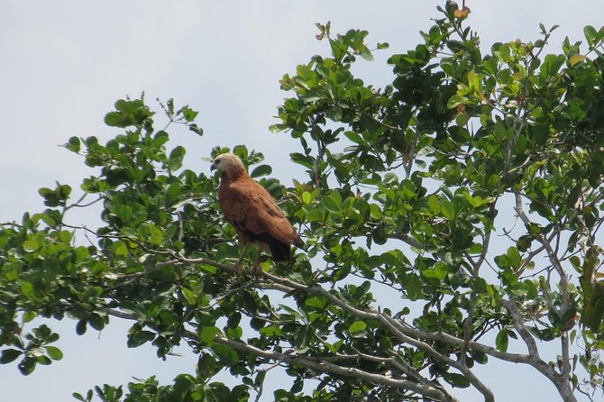 Crooked Tree Bird Watching - Guided Tour Experience