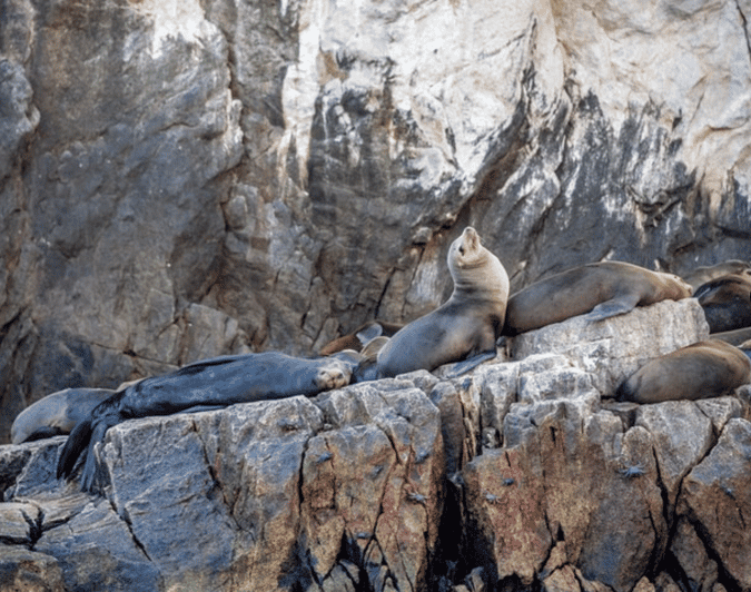 Cruise Date Delight! La Paz: Swim With Sea Lions! - Itinerary Details