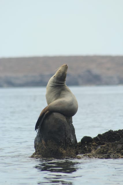 Cruise Date Delight! La Paz: Swim With Sea Lions! - Inclusions and Equipment