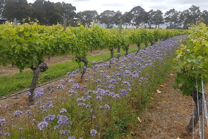 Cruise Excursion - Wines of Marlborough Tour - Reviews and Experiences
