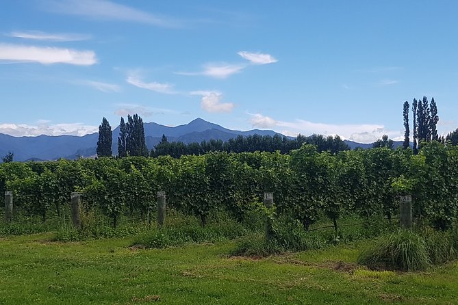 Cruise Excursion - Wines of Marlborough Tour - Highlights and Recommendations
