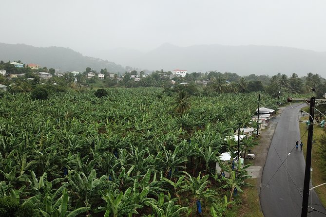 Cruise Excursions in St. Lucia - Exploring Morne Fortune