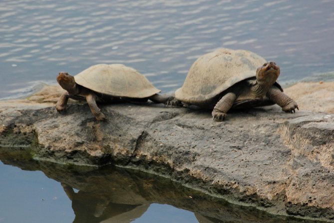 Cruise on Blyde Dam & Moholoholo Rehab Centre Day Tour From Hazyview - Family-Friendly Excursion