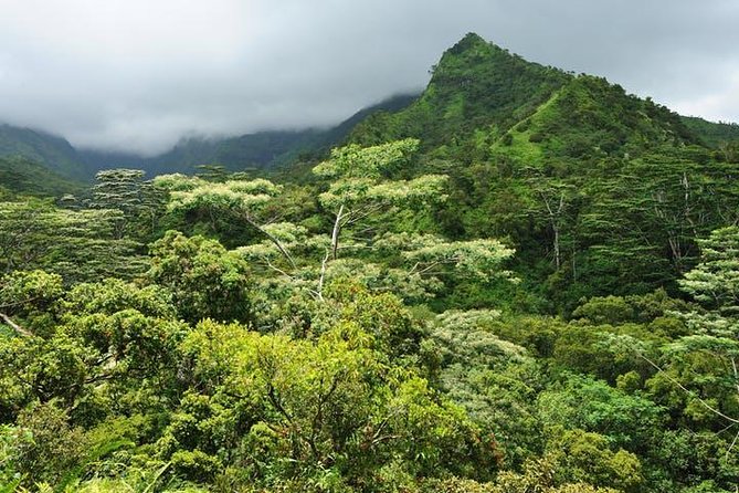 Cruise Ship Excursion: Kauai – Wailua River Cruise & Fern Grotto - Opaekaa Falls Viewpoint