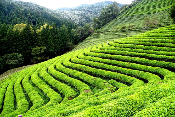 Cruise Ship Shore Excursions - Colombo Port - Ceylon Tea Tour - Key Points