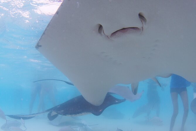 Cruise Ship Shore Tour - Stingray City, Reef Snorkel and Starfish - Tour Overview and Details