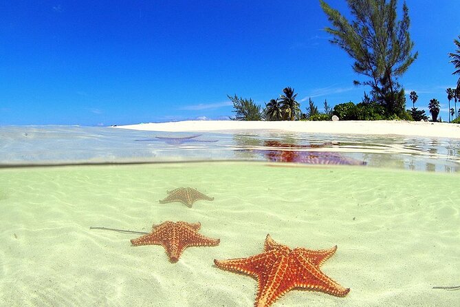 Cruise Ship Shore Tour - Stingray City, Reef Snorkel and Starfish - Starfish Island Exploration