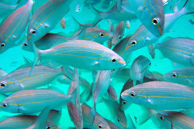 Cruise Ship Shore Tour - Stingray City, Reef Snorkel and Starfish - Mixed Customer Experiences