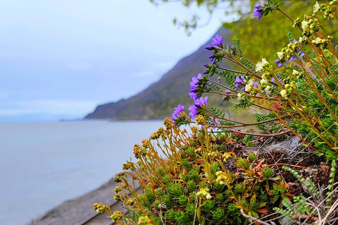 Cruise Ship Transfer - Whittier With Wildlife Tour - Dall Sheep and Eagles Sightings