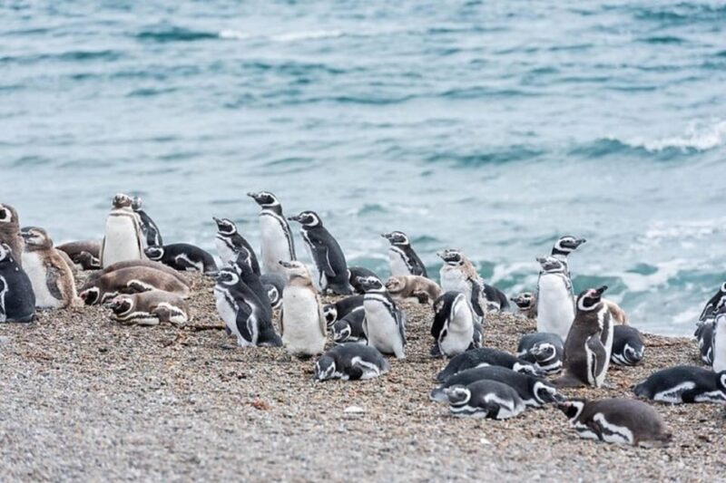 Cruise Shore Excursion Ea San Lorenzo Peninsula Valdes - Inclusions
