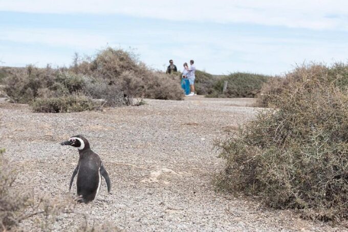 Cruise Shore Excursion Ea San Lorenzo Peninsula Valdes - Conservation Insights