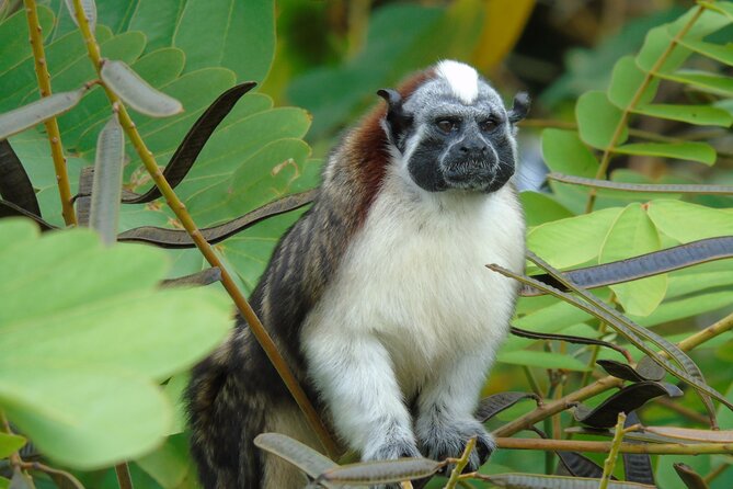 Cruise Shore Excursion Panama: Wildlife Gatun Lake - Observing Large Boats