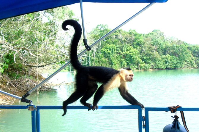 Cruise Shore Excursion Panama: Wildlife Gatun Lake - Meeting and Pickup Location