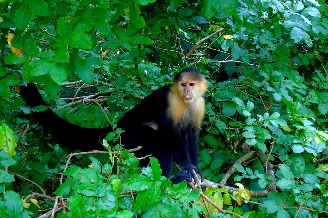 Cruise Shore Excursion Panama: Wildlife Gatun Lake - Booking and Cancellation Details