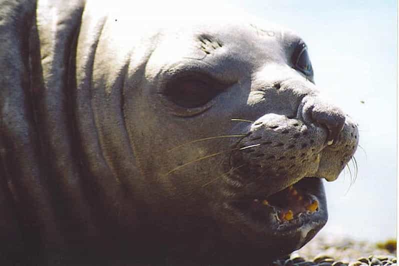 Cruise Shore Excursion Peninsula Valdes (Lunch and Tickets) - Key Points