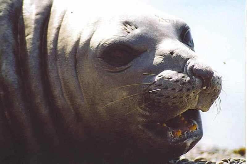 Cruise Shore Excursion Peninsula Valdes (Lunch and Tickets) - Wildlife Experience