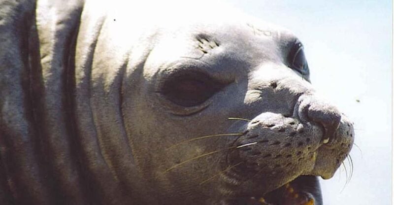 Cruise Shore Excursion Peninsula Valdes (Lunch and Tickets) - Included in the Tour