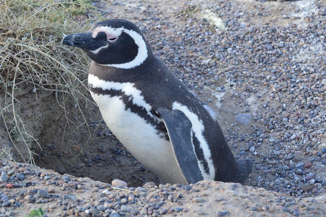Cruise Shore Excursion Peninsula Valdes - Pto Madryn - Patagonia - Argentina - Tour Details